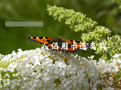 別人信用卡透支我該怎么辦(如何用信用卡透支)