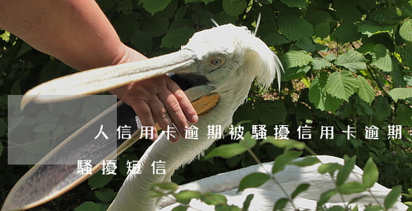 別人信用卡逾期被騷擾(信用卡逾期老是收到騷擾短信)