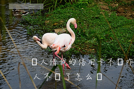 別人借我的信用卡不還咋辦(借人家信用卡,別人不還了怎么辦)