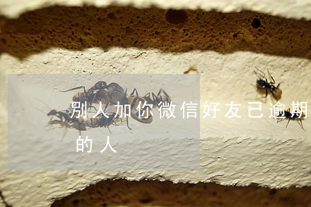 別人加你微信好友已逾期怎么辦(逾期加微信的人)