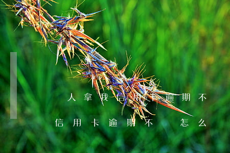 別人拿我信用卡逾期不換怎么辦-別人拿我信用卡逾期不換怎么辦呢