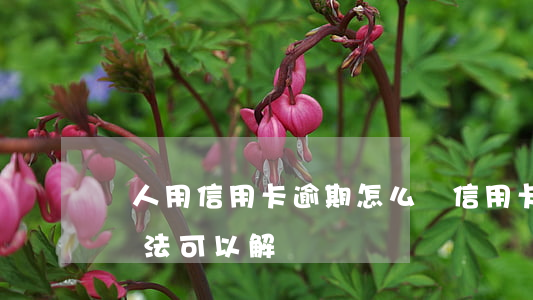 別人用信用卡逾期怎么辦(信用卡逾期有什么辦法可以解決)