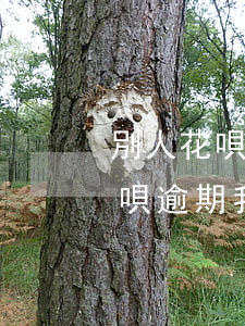別人花唄逾期我付款給他有影響嗎-別人花唄逾期我付款給他有影響嗎怎么辦