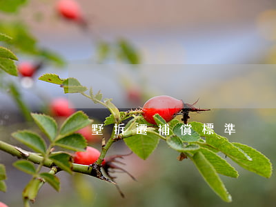 別墅拆遷補償標準