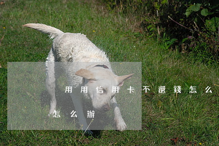 別用用信用卡不還錢怎么辦(沒錢還信用卡該怎么辦)