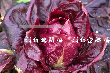 利信逾期起訴(利信金融起訴)