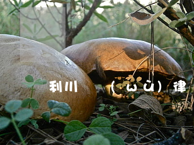 利川債務(wù)律師顧問