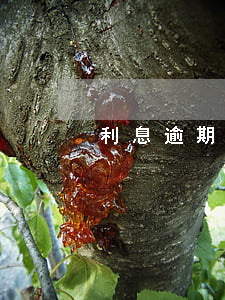 利息逾期利息(利息逾期利息多少)