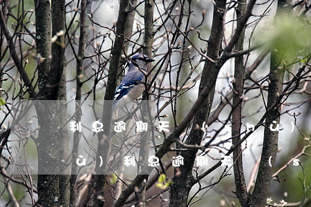 利息逾期天數(shù)和欠息天數(shù)（利息逾期天數(shù)）