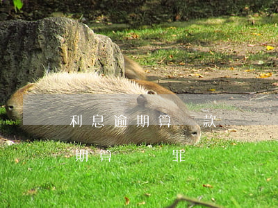 利息逾期算貸款詐騙嗎(網(wǎng)貸逾期算詐騙罪嗎)