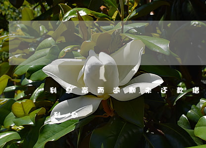 利息高而逾期未还款(借款逾期后产生的逾期利息)