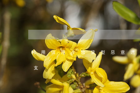 利用信用卡放貸型惡意透支(信用貸款惡意透支)