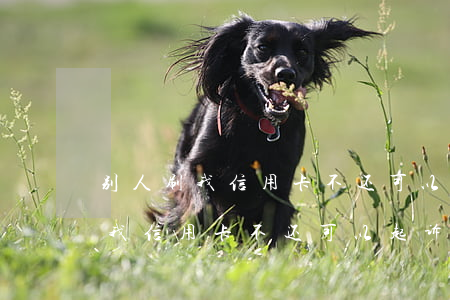 别人刷我信用卡不还可以起诉他吗-别人刷我信用卡不还可以起诉他吗怎么办