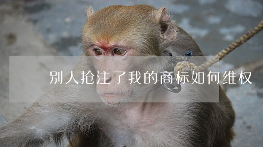 别人抢注了我的商标如何维权