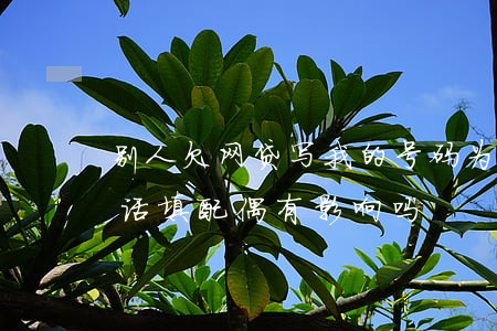 别人欠网贷写我的号码为配偶(网贷联系人电话填配偶有影响吗)