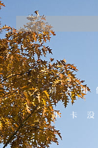 别人用信用卡刷最后不还(经过别人同意刷信用卡没还)
