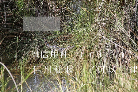 到信用社調(diào)解可以只還本金嗎 信用社起訴了可以讓律師去調(diào)解嗎?