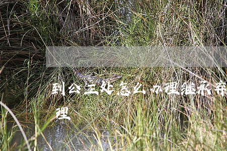 到公正处怎么办理继承弃权(放弃继承怎么办理)