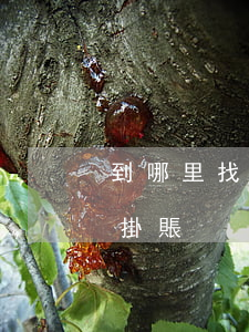 到哪里找銀行辦理停息掛賬(怎么找銀行停息掛賬)