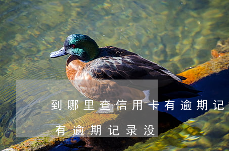 到哪里查信用卡有逾期记录(到哪里查信用卡有逾期记录没)