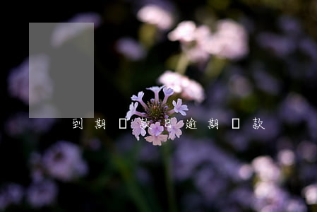 到期還款日逾期還款