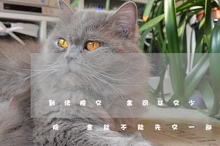 到法院交罰金可以交少點(diǎn)嗎(法院罰金能不能先交一部分)