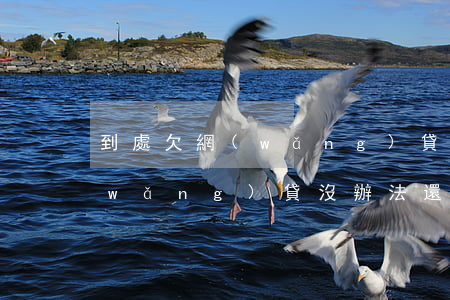 到處欠網(wǎng)貸不還(欠了很多網(wǎng)貸沒辦法還怎么辦)