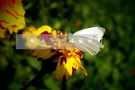 制止拋灑垃圾被打