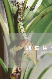 刷信用卡不逾期(刷信用卡不還)