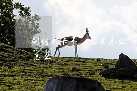 刷信用卡不還后果怎么樣(刷信用卡不還后果怎么樣)