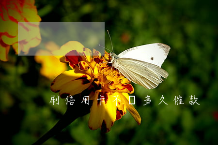 刷信用卡不還多久催款