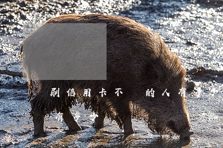 刷信用卡不還的人有多少(刷信用卡不還的人有多少)