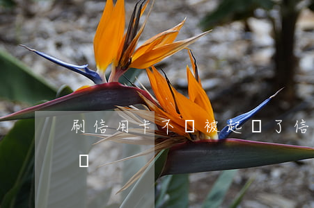 刷信用卡不還被起訴了(信用卡不還真會起訴嗎)