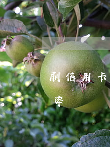 刷信用卡利息怎么收-刷信用卡銀行收取利率