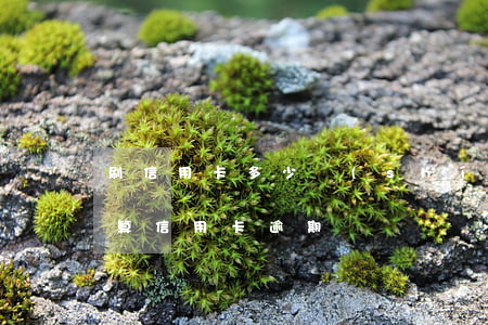 刷信用卡多少時(shí)間后算逾期(多久算信用卡逾期)