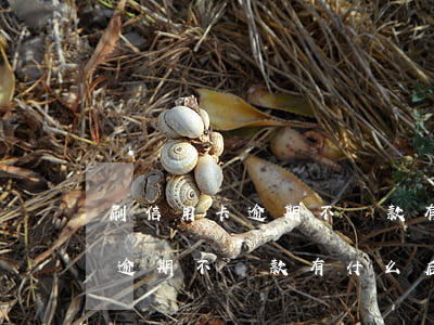 刷信用卡逾期不還款有什么后果?-刷信用卡逾期不還款有什么后果嗎