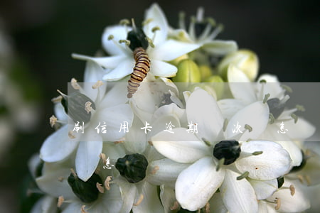 刷信用卡逾期兩次會怎樣(刷信用卡逾期兩次會怎樣)