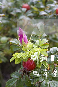 刷到單被騙怎么追回本金(刷到單被騙怎么追回本金鳳凰)