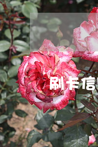 刷卡信用卡利息(刷信用卡銀行收取利率)