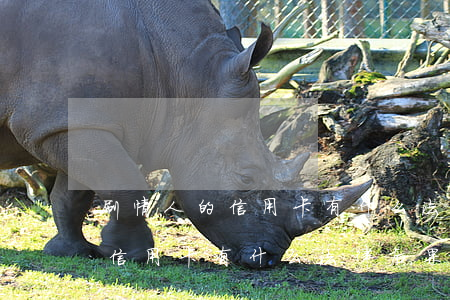 刷情人的信用卡有什么法律后果-刷情人的信用卡有什么法律后果嗎