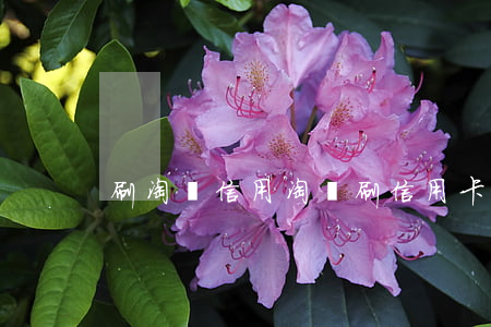 刷淘寶信用(淘寶刷信用卡)