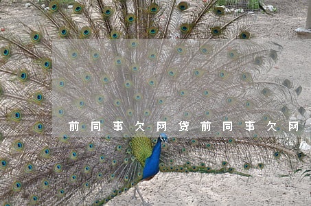 前同事欠网贷(前同事欠网贷)