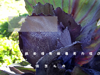 前夫债务前妻无力偿还(前夫债务前妻无力偿还该怎么办)