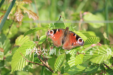 前夫欠網(wǎng)貸15萬