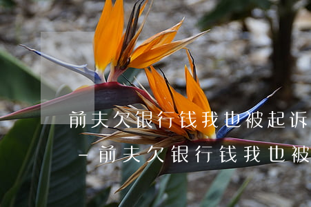 前夫欠银行钱我也被起诉连带法院会抓我吗-前夫欠银行钱我也被起诉连带法院会抓我吗