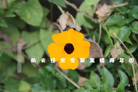 前夫经常家暴离婚两年(因家暴提出离婚)