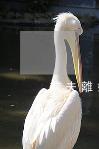 前夫離婚后把你當(dāng)備胎