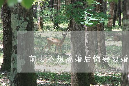 前妻不想离婚后悔要复婚