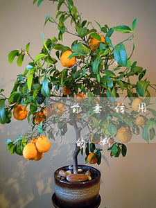 前妻信用卡逾期影響孩子嗎(前夫逾期對孩子的影響)