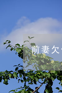前妻欠信用卡可以嗎(前妻欠信用卡可以嗎)